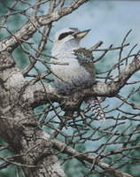 Australian Laughing Kookaburraout Here On My Own35 X 46 Sold