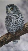 North American Great Grey Owlonly The Lonely9 X 16 Sold