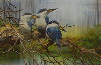 Paul Margocsyforest Kingfisherswatercolour 25 X 38cm