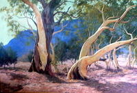 Old Boys Of The Bush Flinders Ranges2 Metres X 145 Metres